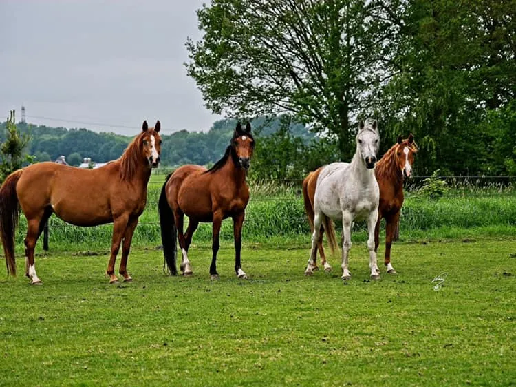 Omgeving Camperplaats Slagharen